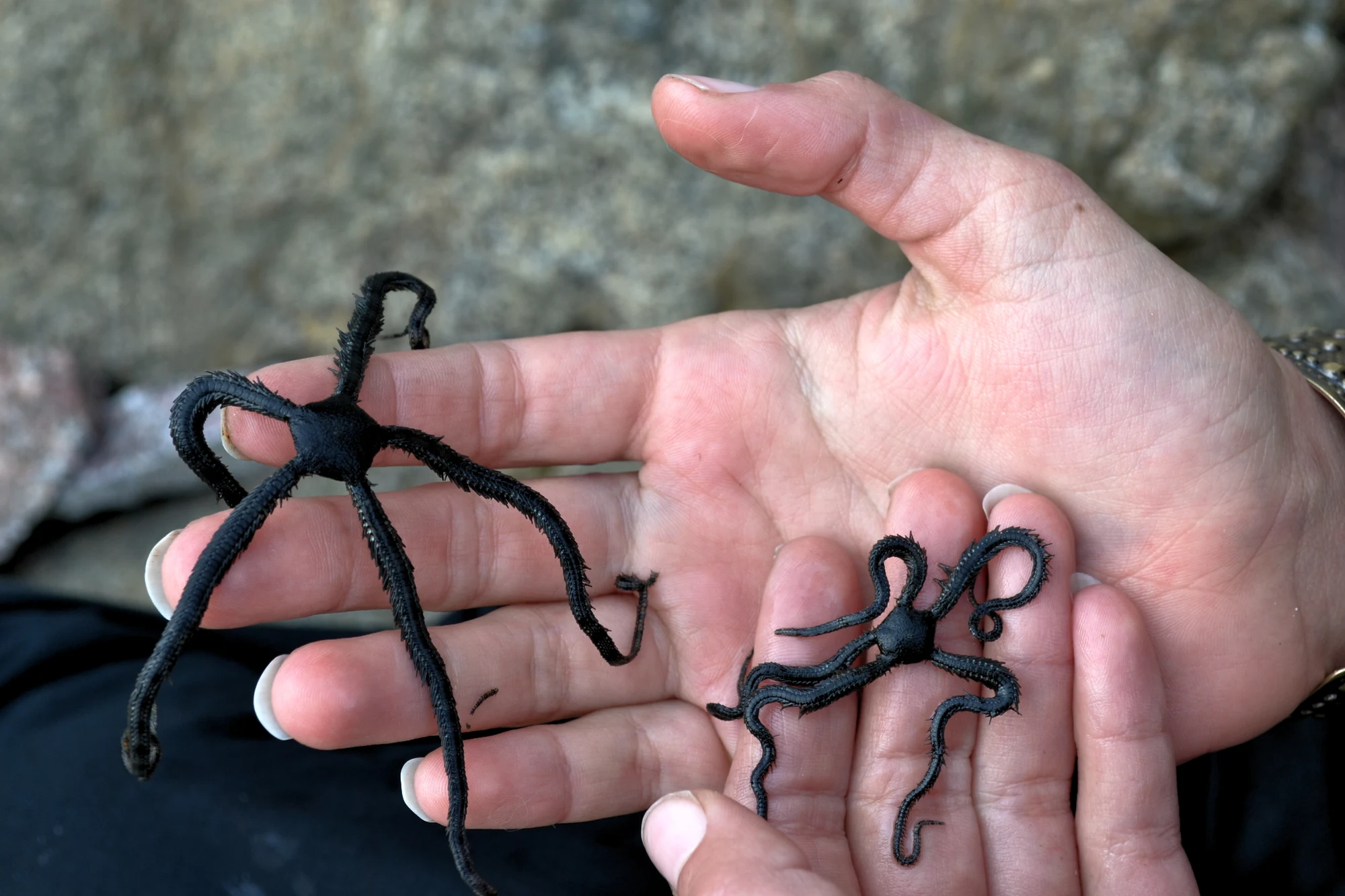 Brittle Star