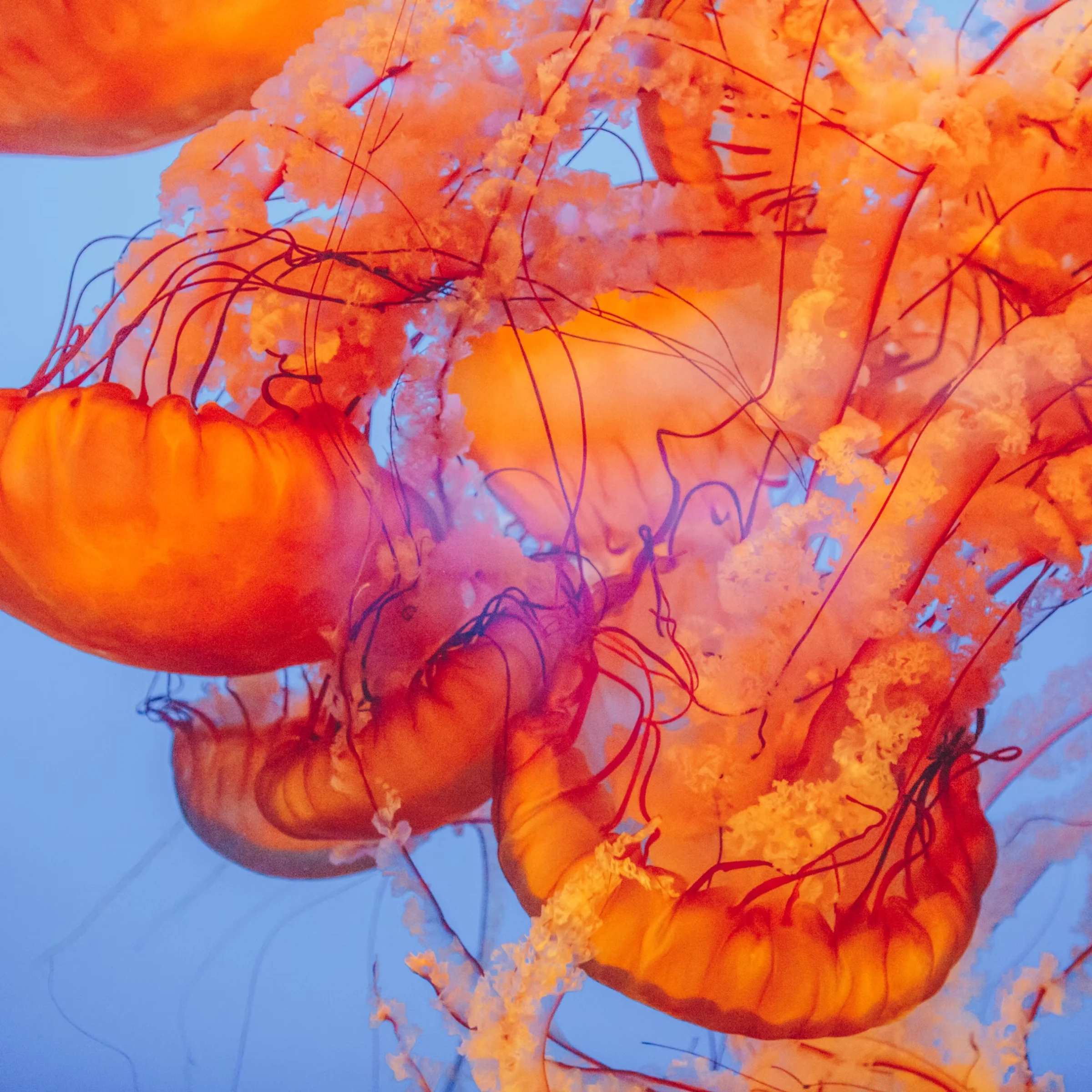 Jellies I