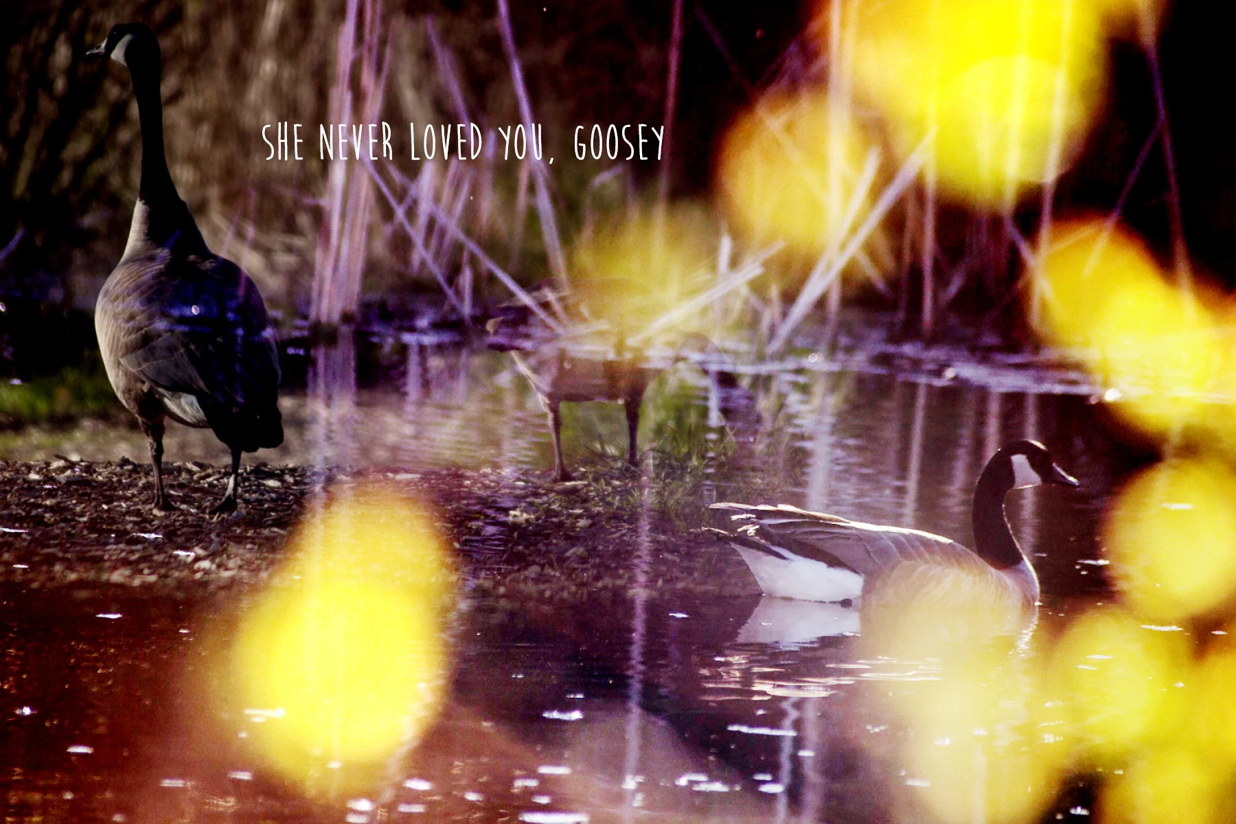 PhotographicGreetingCards-ImogenStraub33.jpg