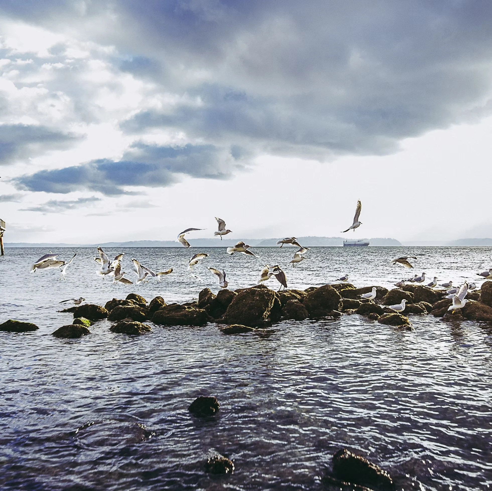 Gull blast