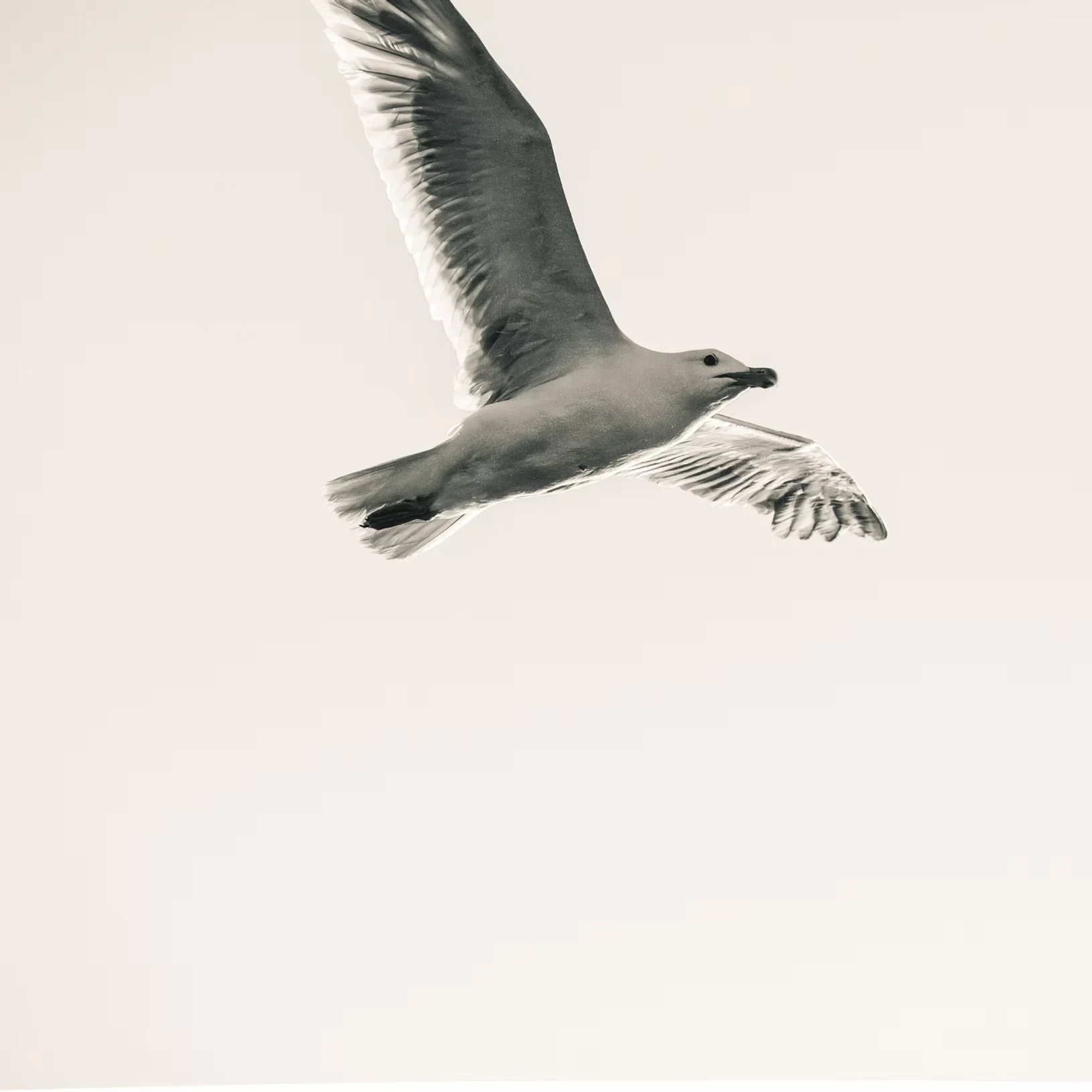 Gull iver's travels