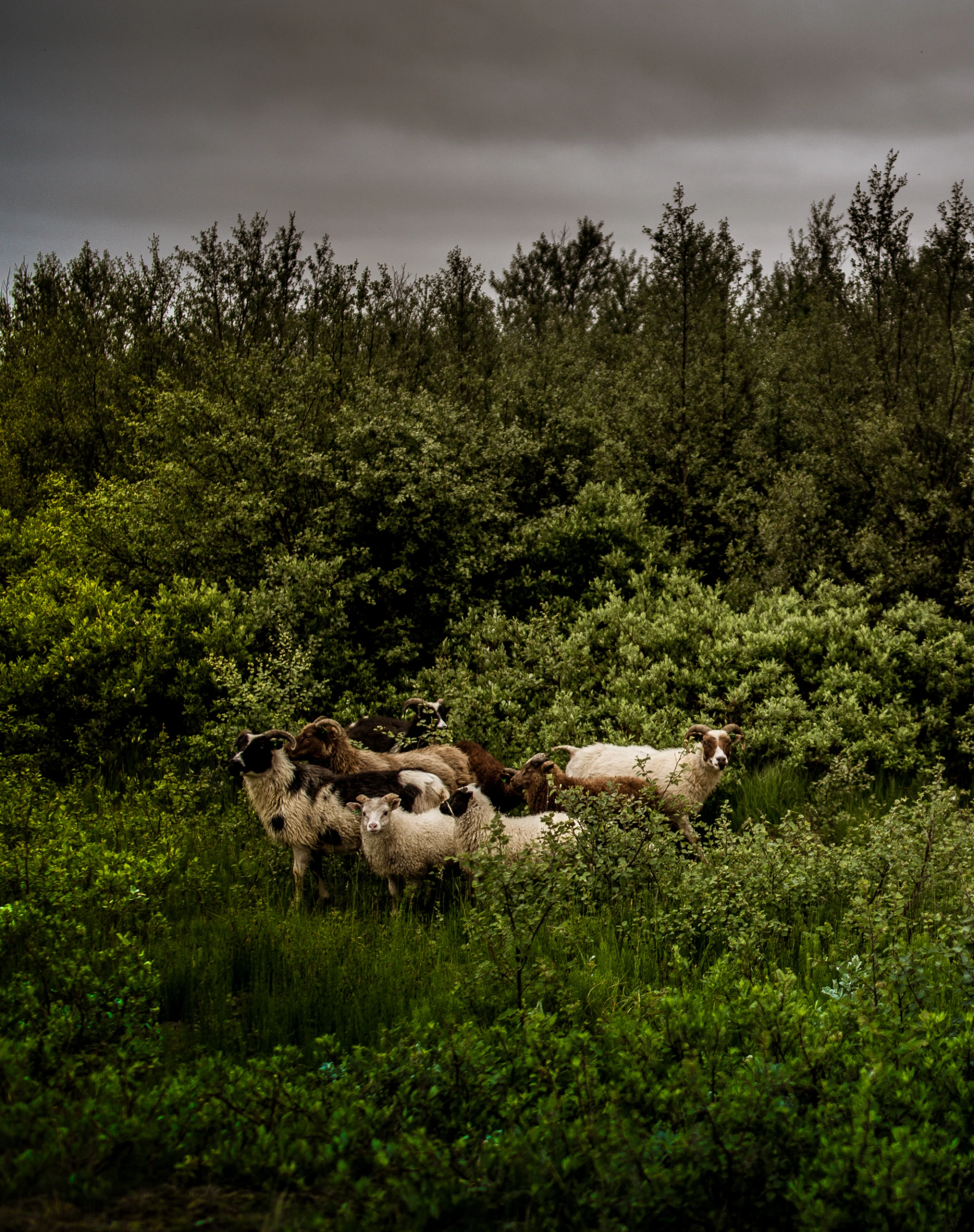 Iceland6648-2-v2.jpg