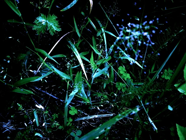 fantasia_I_by_BlackbirdLolita.jpg