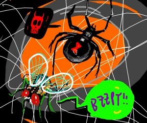 fly vs spider.png