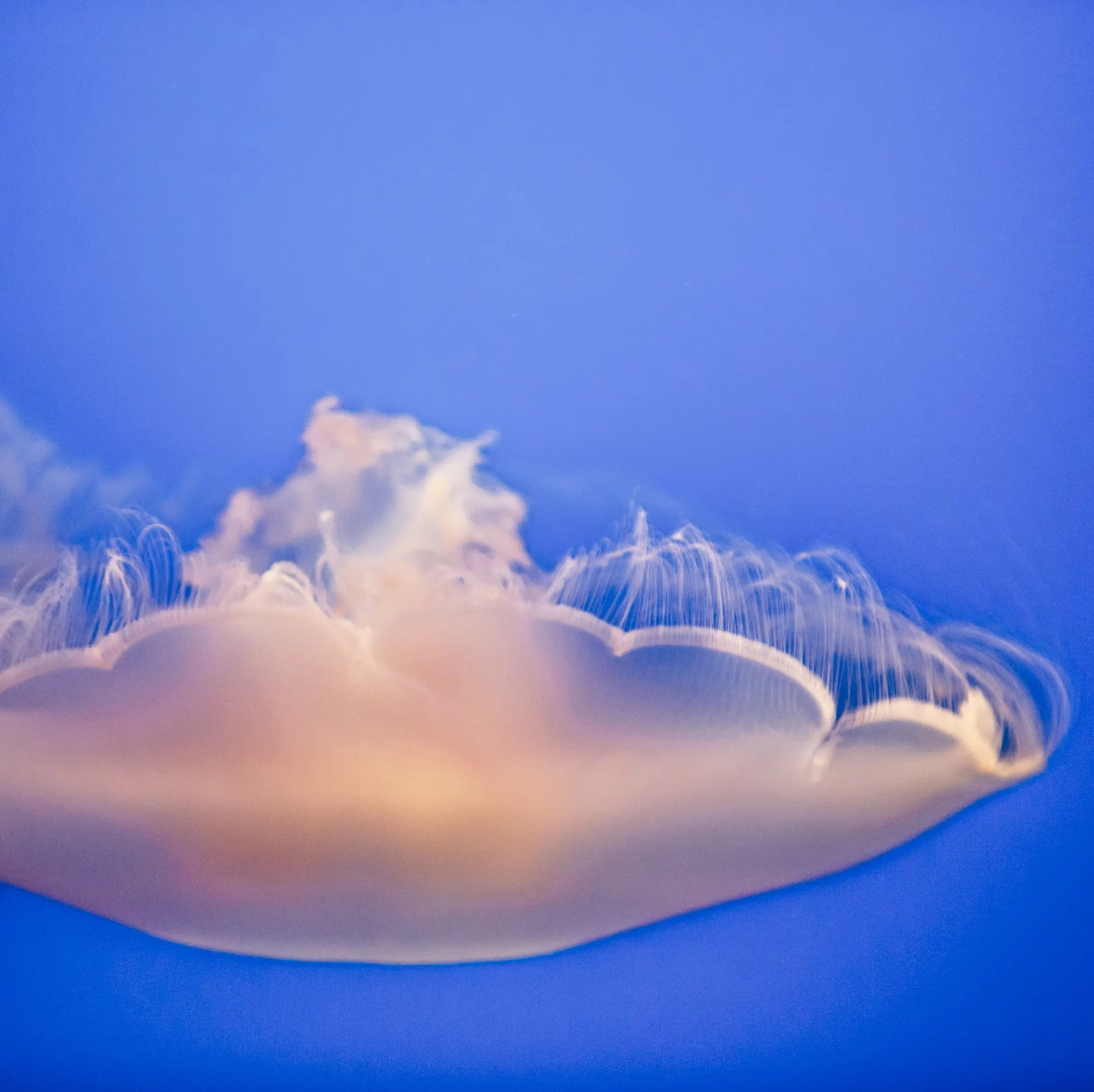 Jelly A