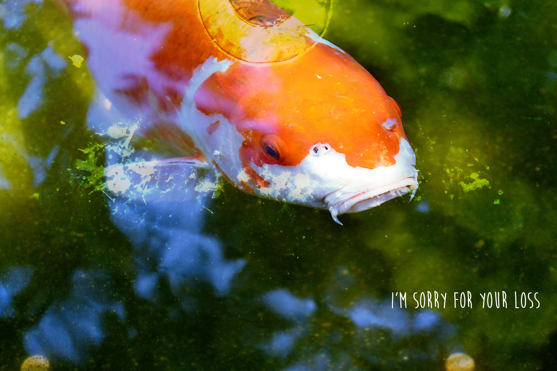 PhotographicGreetingCards-ImogenStraub13.jpg