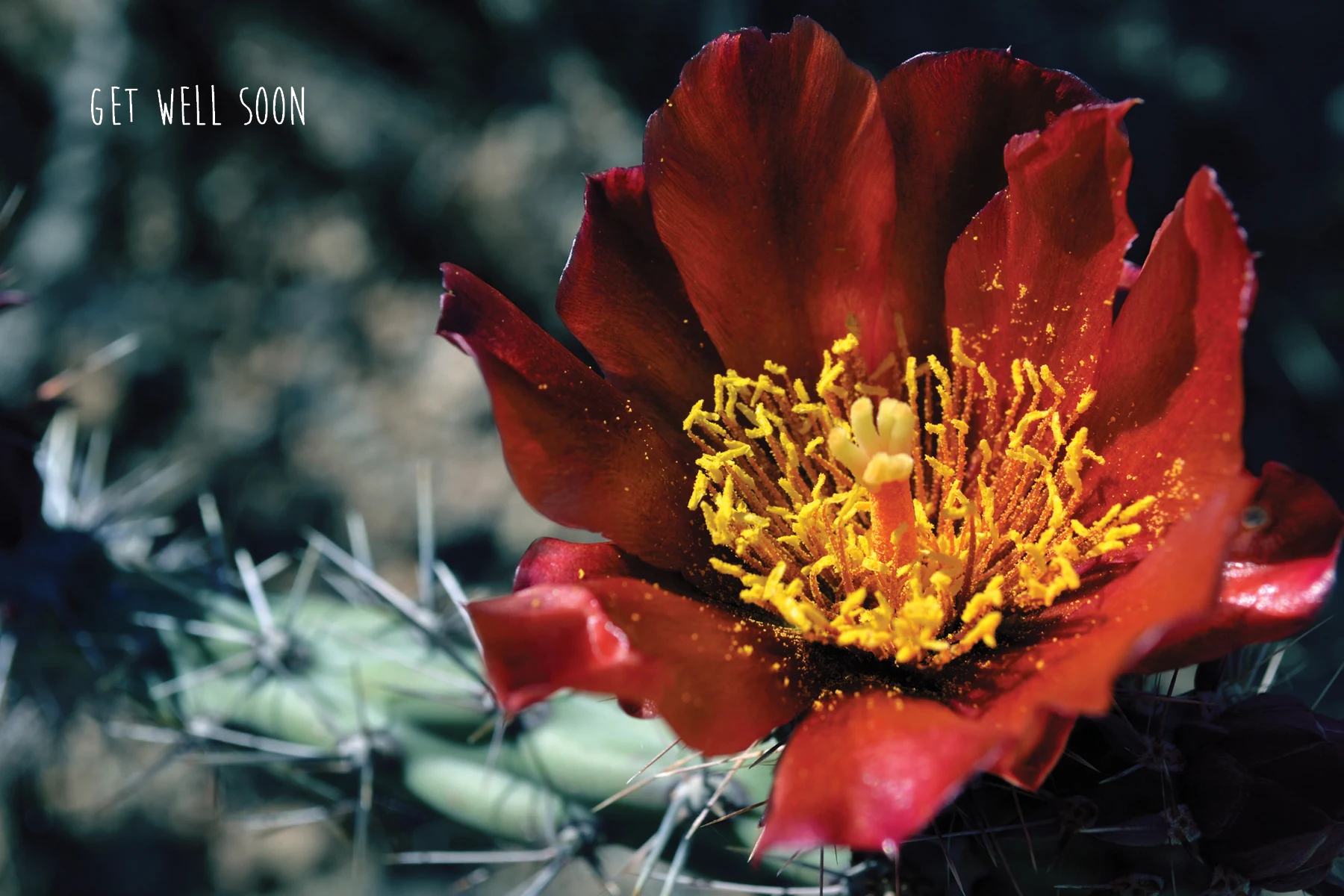 PhotographicGreetingCards-ImogenStraub12.jpg
