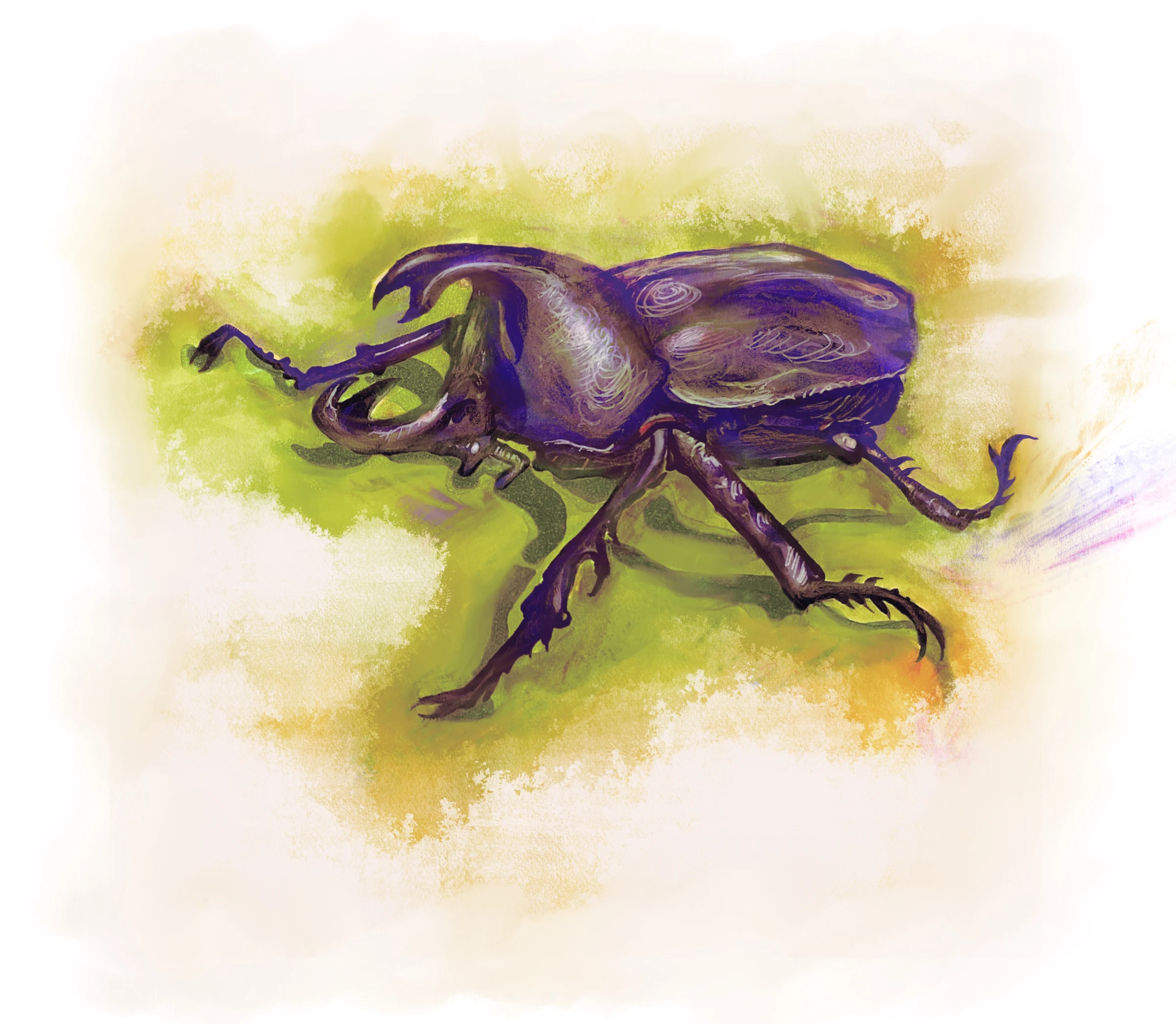 Beetle