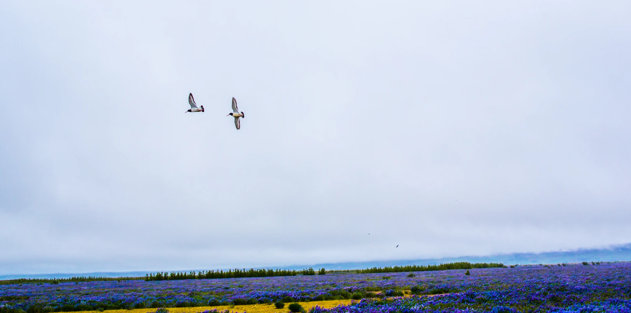 Iceland7161.jpg