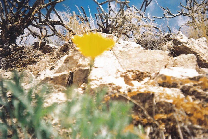 La_Fleur.jpg