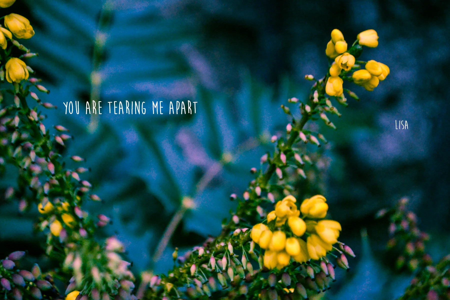 PhotographicGreetingCards-ImogenStraub27.jpg