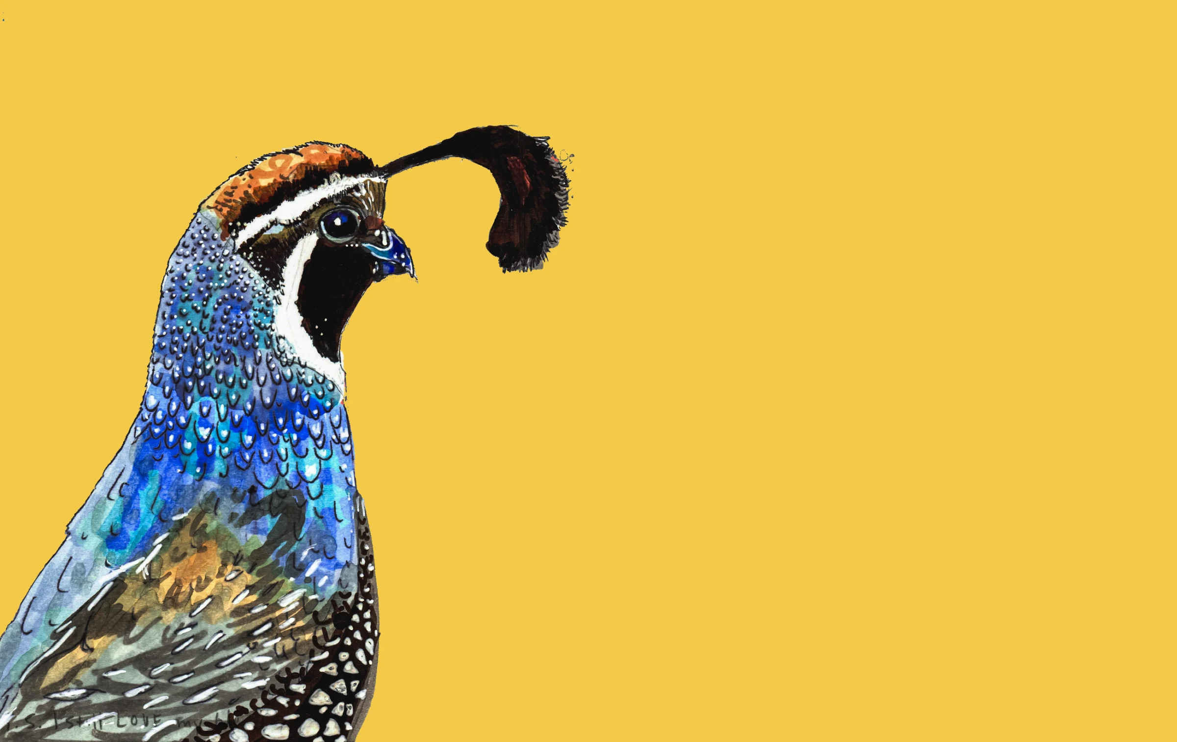 Holiday Card - Gambel's Quail