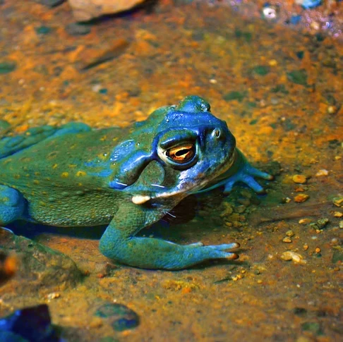 Ol Frogger