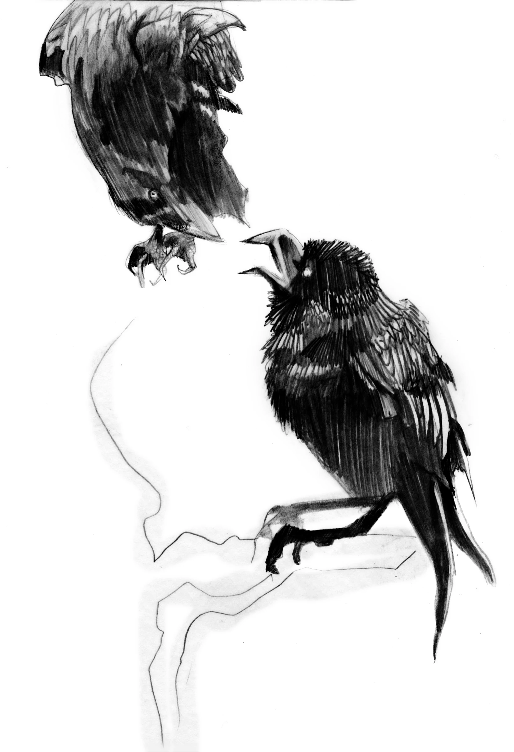 2 Crows
