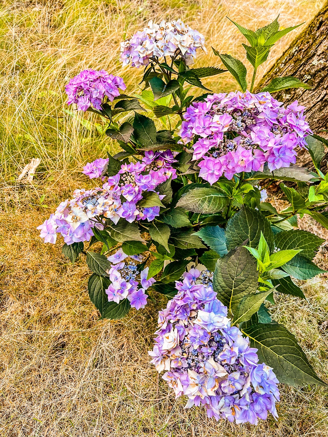 -IMG_479820240702.jpg