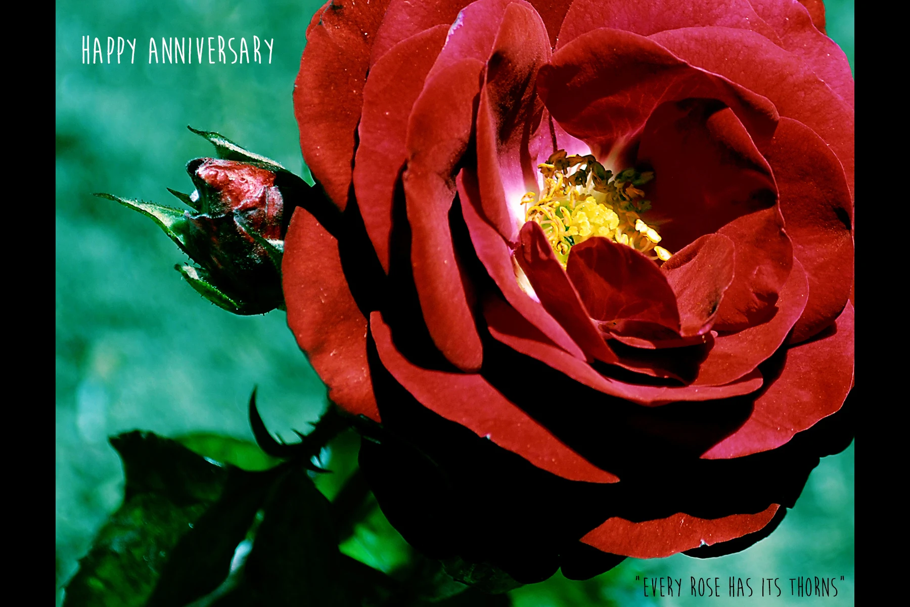 PhotographicGreetingCards-ImogenStraub11.jpg