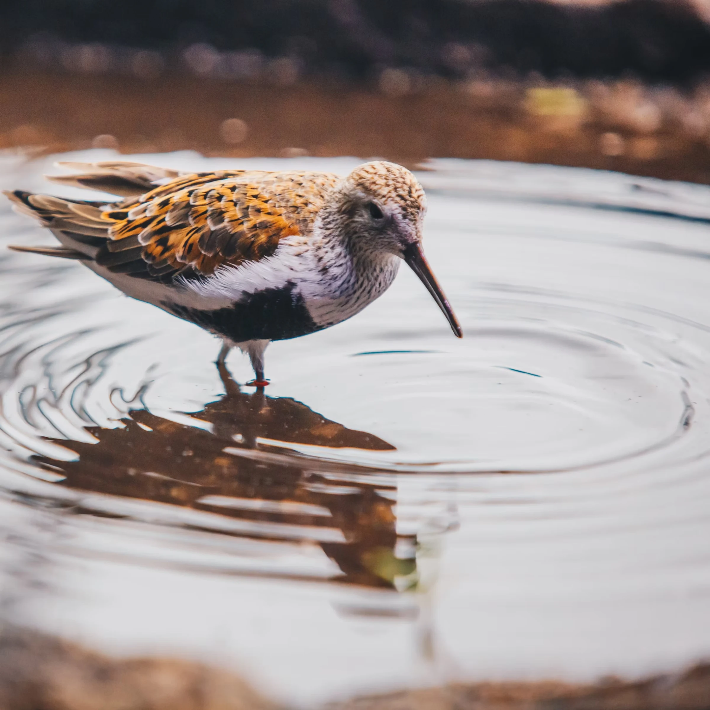 Sandpiper
