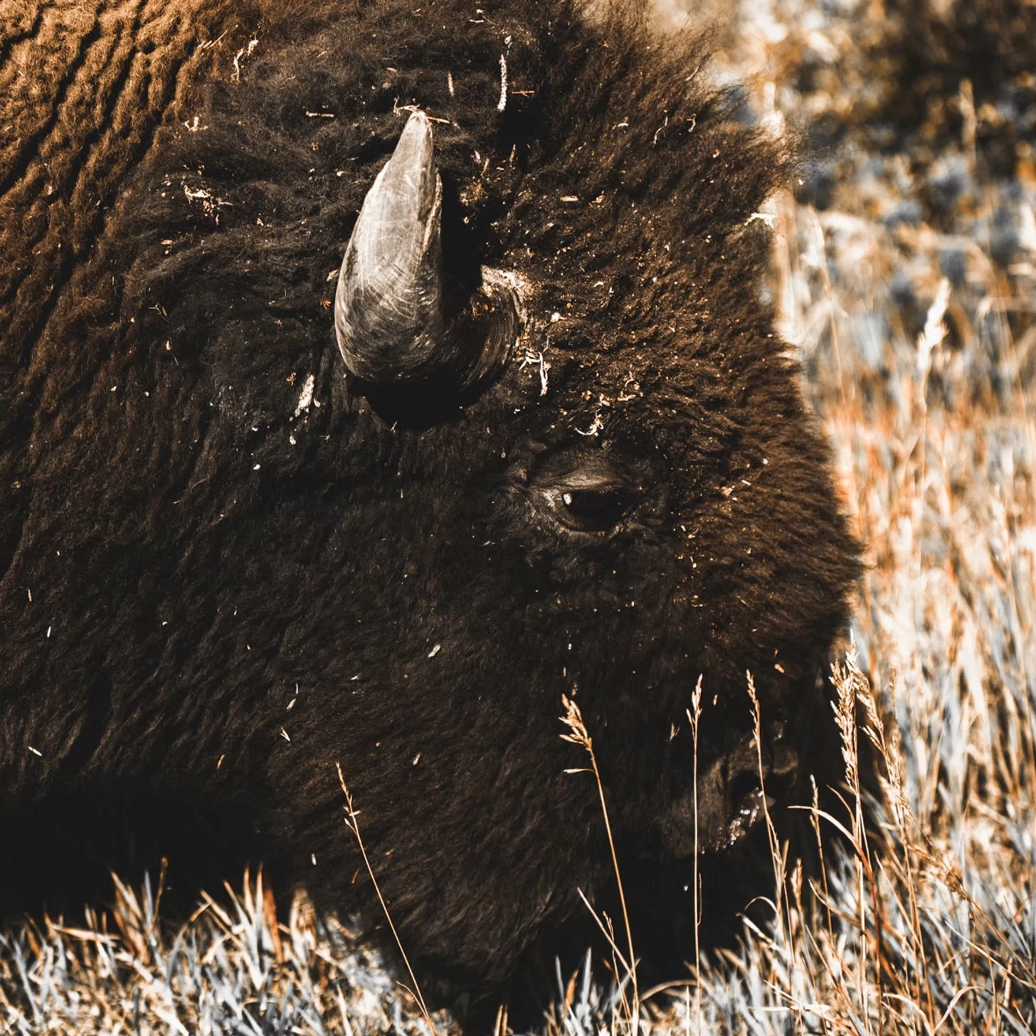 Montana