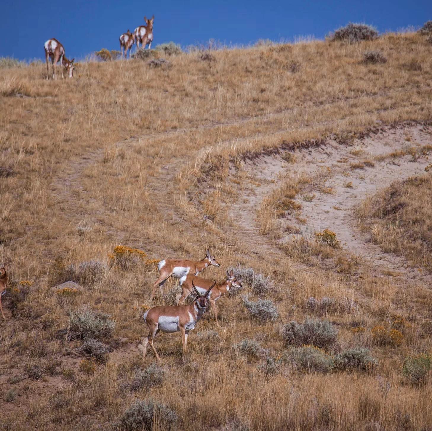 Pronghorn praire