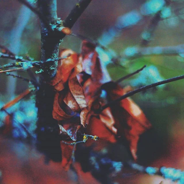 1168572_190585944642587_1738600593_n.jpg