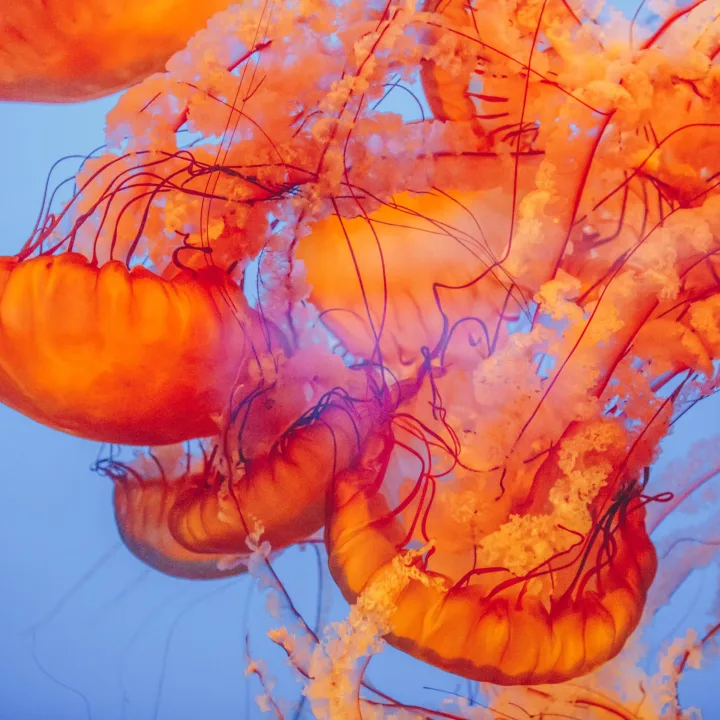 Jellies I