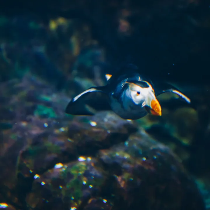 Puffin'