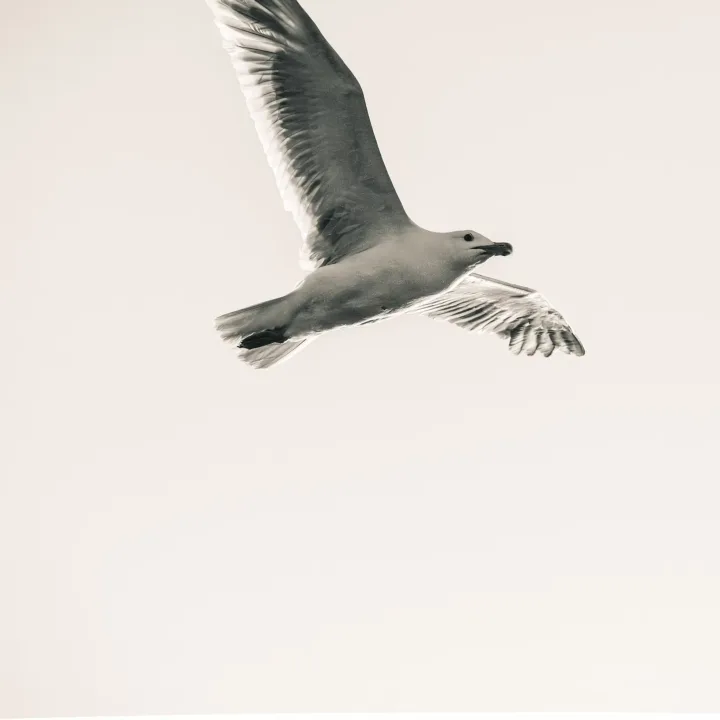 Gull iver's travels