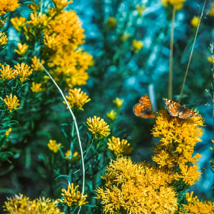 Red Admirals