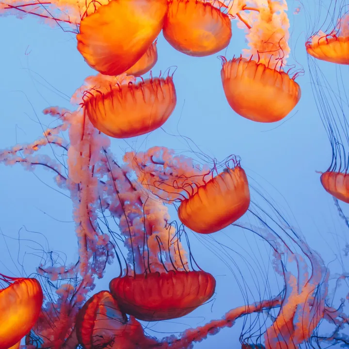 Jellies II