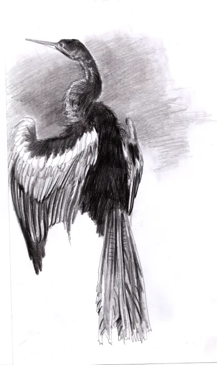 Cormorant Needs a Hug