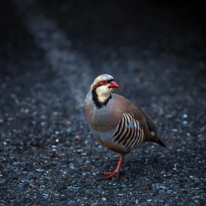 Fancy quail