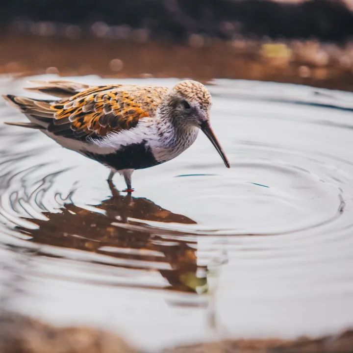 Sandpiper